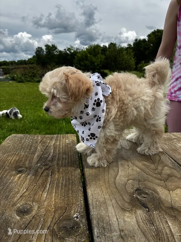 Amber – Maltipoo puppy for sale in Frederic, WI