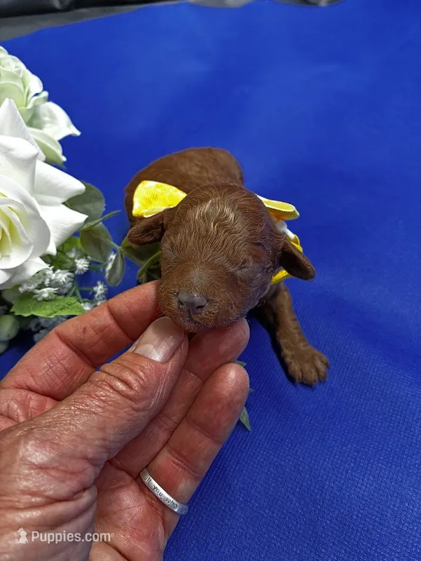 Rome – Poodle - Miniature  puppy for sale in Frederic, WI