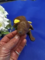 Rome, a male Poodle - Miniature  for sale in Frederic, WI – 1 of 4