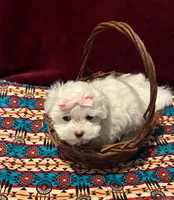 Valerie, a female Maltese for sale in Frederic, WI – Photo 2 of 4