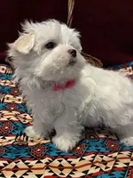 Valerie, a female Maltese for sale in Frederic, WI – Photo 1 of 4