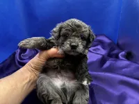 Tide, a male Maltipoo for sale in Frederic, WI – 3 of 6