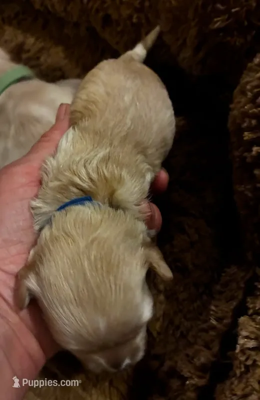 Winston – Maltipoo puppy for sale in Frederic, WI