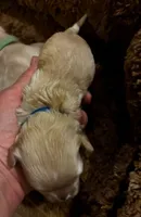 Winston, a male Maltipoo for sale in Frederic, WI – 1 of 2