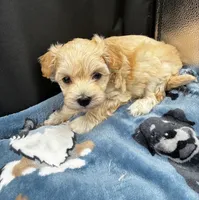 Winston, a male Maltipoo for sale in Frederic, WI – 2 of 2