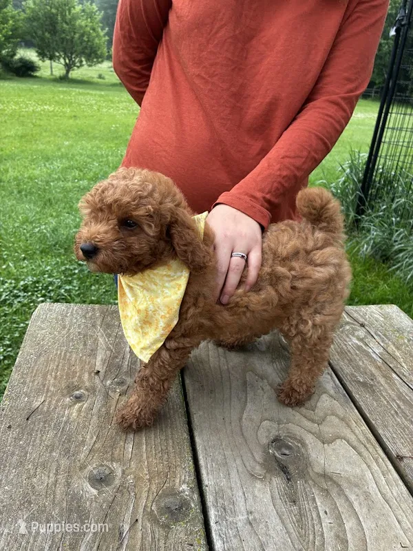 Oakly – Poodle - Miniature  puppy for sale in Frederic, WI