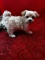 Amber, a male Maltipoo for sale in Frederic, WI – 2 of 3