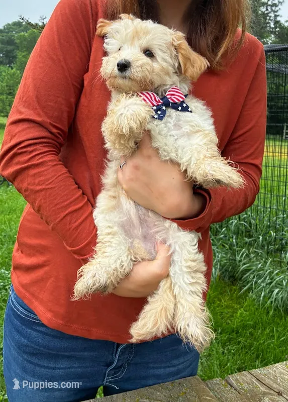 Calcite – Maltipoo puppy for sale in Frederic, WI
