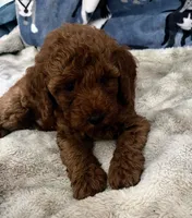 Bach, a male Poodle - Miniature  for sale in Frederic, WI – Photo 7 of 7