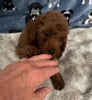 Bach, a male Poodle - Miniature  for sale in Frederic, WI – Photo 2 of 7