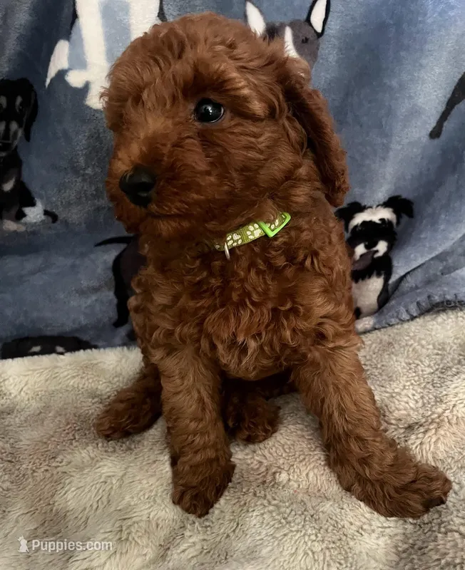 Bach, a male Poodle - Miniature  for sale in Frederic, WI – Photo 1 of 7