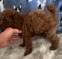 Bach, a male Poodle - Miniature  for sale in Frederic, WI – Photo 5 of 7