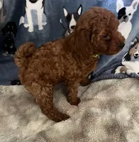 Bach, a male Poodle - Miniature  for sale in Frederic, WI – Photo 3 of 7