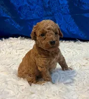 Birdie, a female Poodle - Miniature  for sale in Frederic, WI – Photo 2 of 4