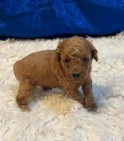 Birdie, a female Poodle - Miniature  for sale in Frederic, WI – Photo 1 of 4