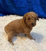 Birdie, a female Poodle - Miniature  for sale in Frederic, WI – Photo 3 of 4