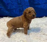 Birdie, a female Poodle - Miniature  for sale in Frederic, WI – Photo 4 of 4