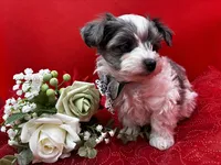 Luna, a male Maltipoo for sale in Frederic, WI – 1 of 2