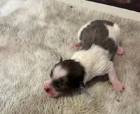 Luna, a male Maltipoo for sale in Frederic, WI – Photo 2 of 2