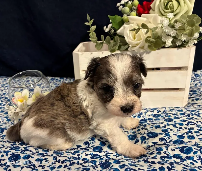 Luna – Maltipoo puppy for sale in Frederic, WI