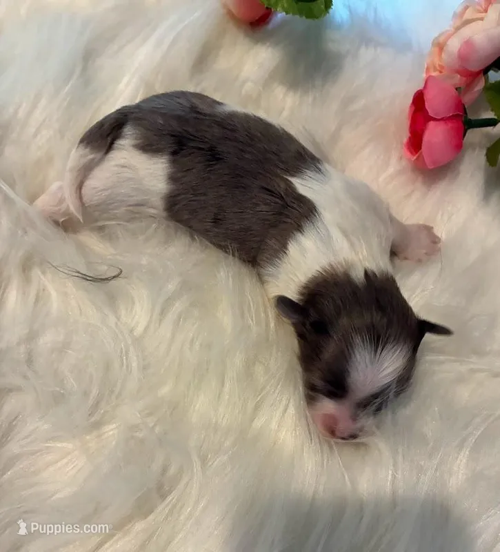 Luna – Maltipoo puppy for sale in Frederic, WI