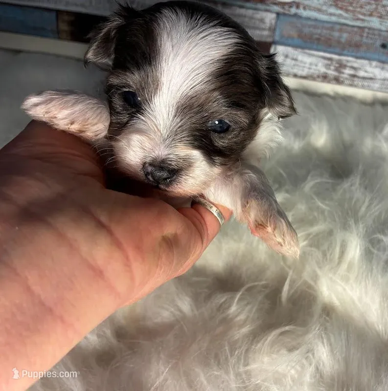 Luna – Maltipoo puppy for sale in Frederic, WI