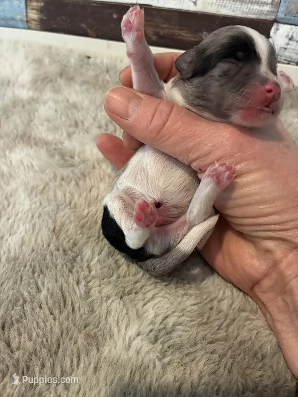 Luna – Maltipoo puppy for sale in Frederic, WI