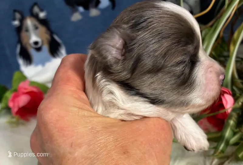 Luna – Maltipoo puppy for sale in Frederic, WI