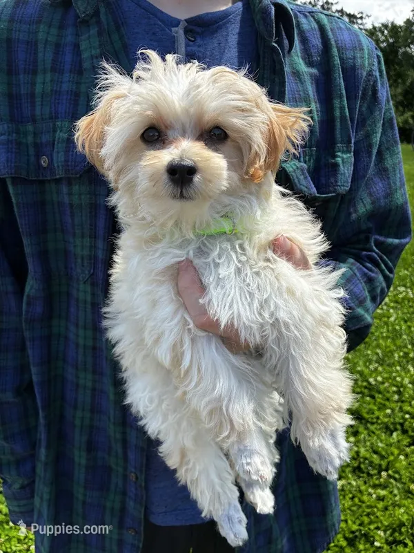 Amber – Maltipoo puppy for sale in Frederic, WI