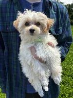 Amber, a male Maltipoo for sale in Frederic, WI – 1 of 5