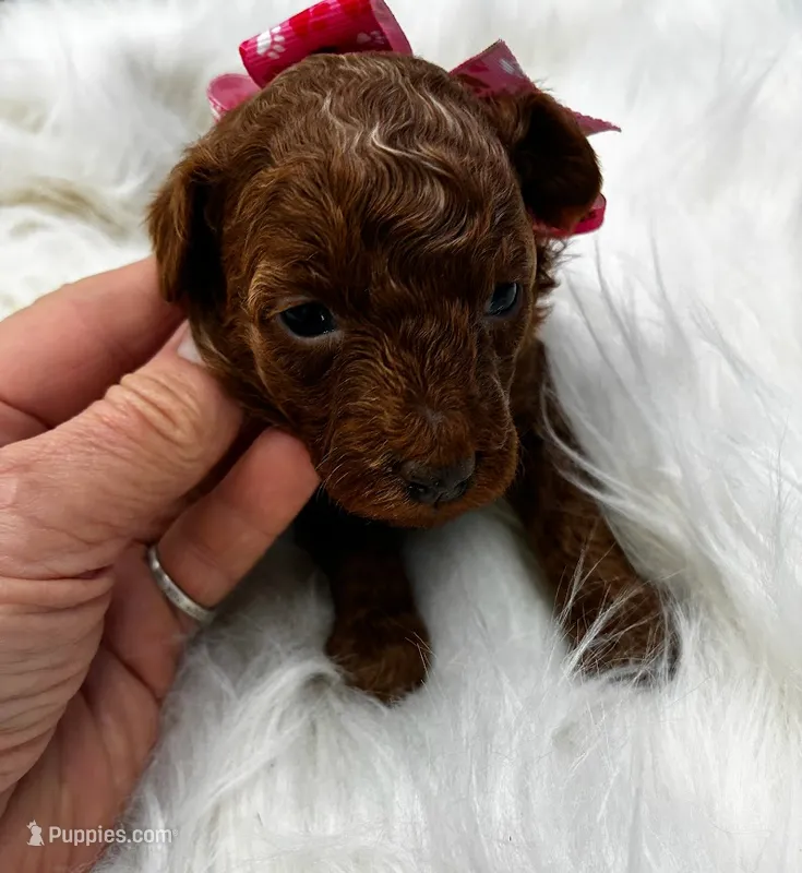 Foxtrot – Poodle - Miniature  puppy for sale in Frederic, WI