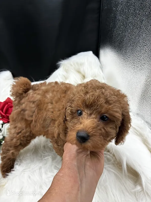 Athens – Poodle - Miniature  puppy for sale in Frederic, WI