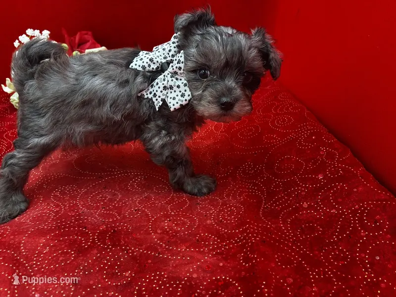 Garnet – Maltipoo puppy for sale in Frederic, WI
