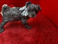 Garnet, a male Maltipoo for sale in Frederic, WI – 1 of 4