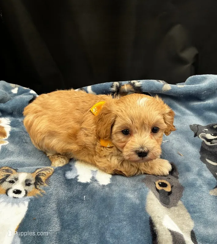 Oliver – Maltipoo puppy for sale in Frederic, WI