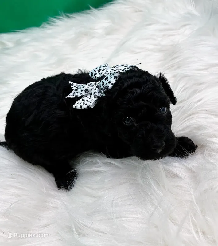 Zulu – Poodle - Miniature  puppy for sale in Frederic, WI