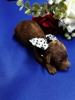 Athens, a male Poodle - Miniature  for sale in Frederic, WI – 2 of 3
