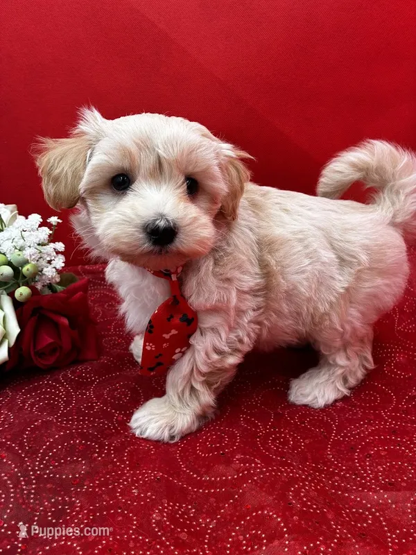 Calcite – Maltipoo puppy for sale in Frederic, WI
