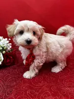 Calcite, a male Maltipoo for sale in Frederic, WI – 1 of 2