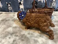 Bounty, a male Poodle - Miniature  for sale in Frederic, WI – Photo 3 of 3