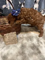 Bounty, a male Poodle - Miniature  for sale in Frederic, WI – Photo 2 of 3