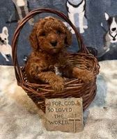 Bounty, a male Poodle - Miniature  for sale in Frederic, WI – Photo 1 of 3