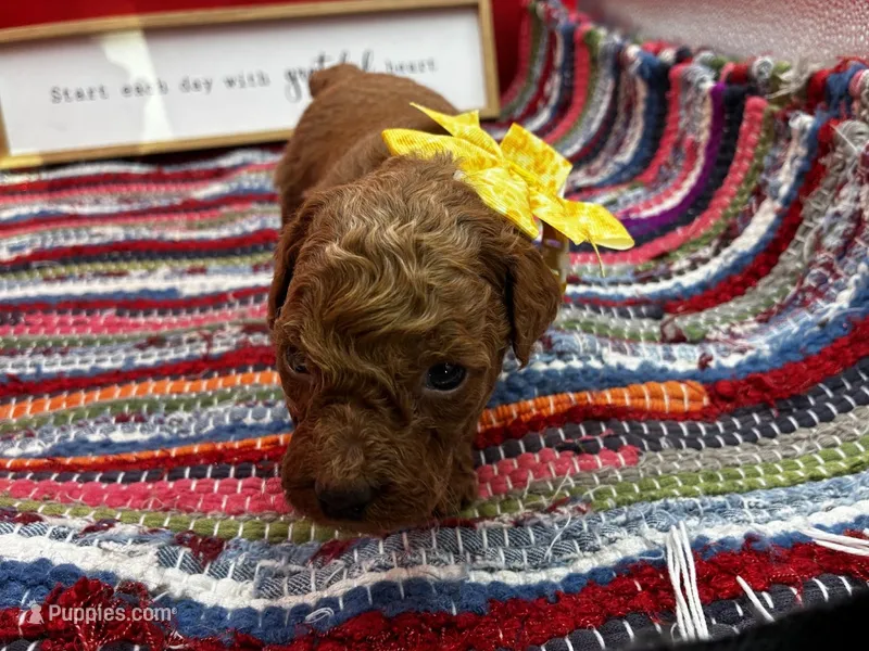 Foxtrot – Poodle - Miniature  puppy for sale in Frederic, WI
