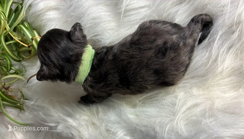 Garnet – Maltipoo puppy for sale in Frederic, WI