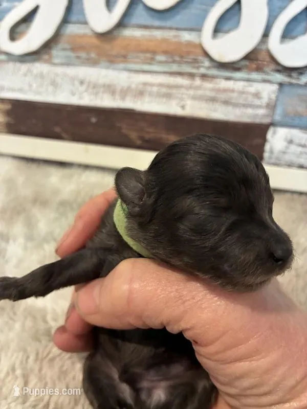 Garnet – Maltipoo puppy for sale in Frederic, WI