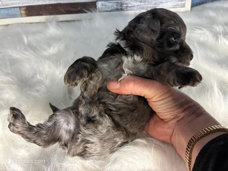 Garnet – Maltipoo puppy for sale in Frederic, WI