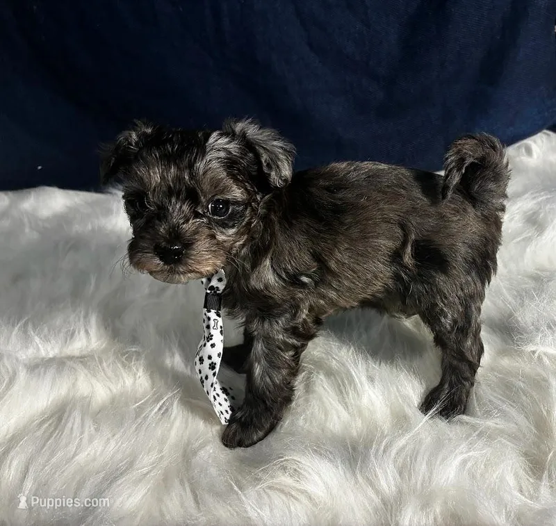 Garnet – Maltipoo puppy for sale in Frederic, WI