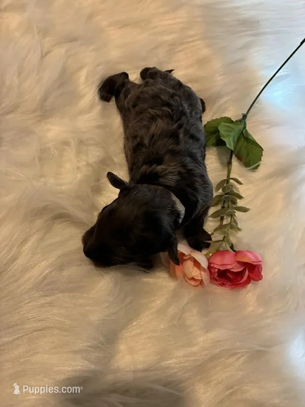 Garnet – Maltipoo puppy for sale in Frederic, WI