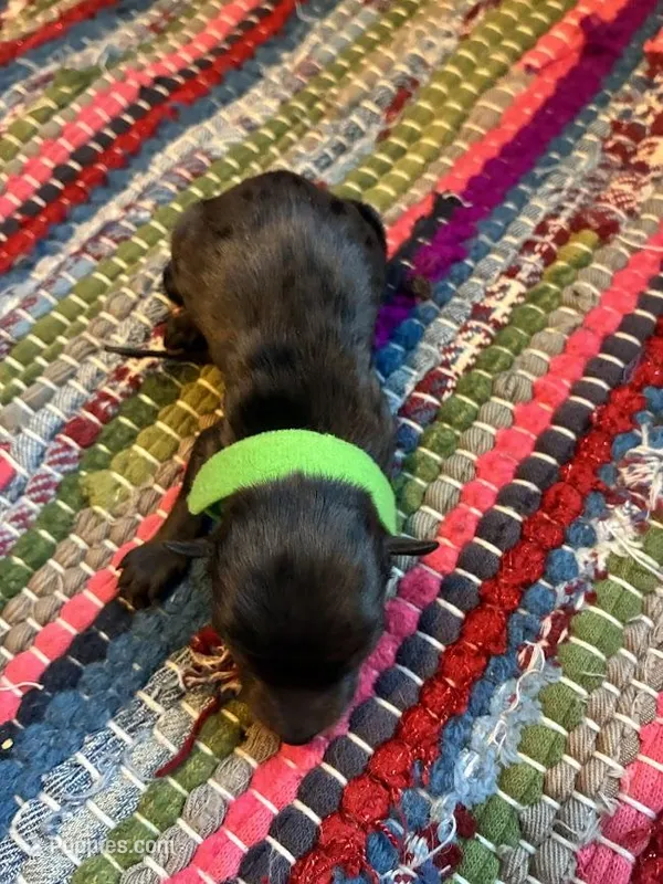 Garnet – Maltipoo puppy for sale in Frederic, WI