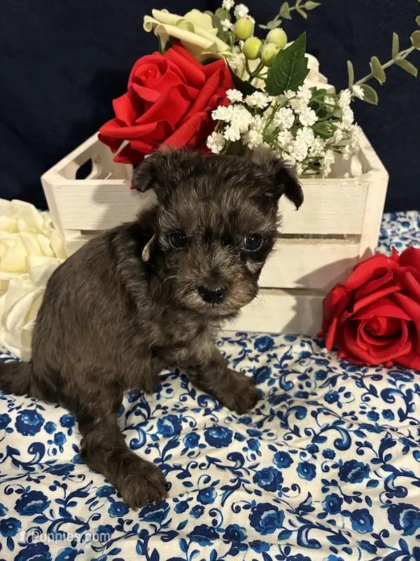 Garnet – Maltipoo puppy for sale in Frederic, WI